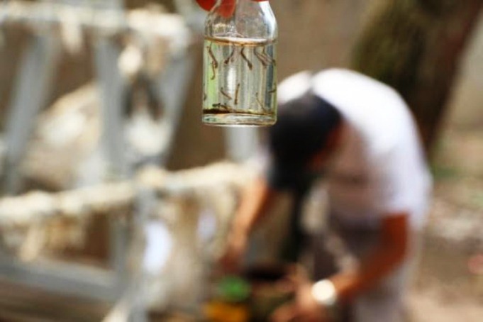 Dengue: Segundo levantamento de densidade larvária do ano identifica criadouros em residências