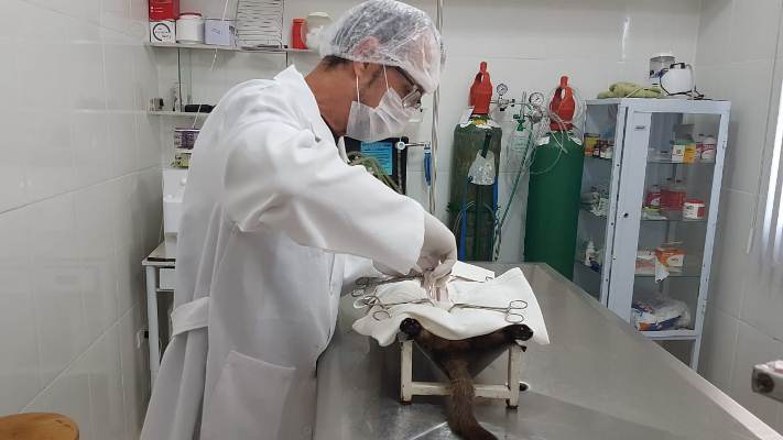 De janeiro à abril, programa de castração gratuita de cães e gatos da Prefeitura de Descalvado já atendeu 600 animais