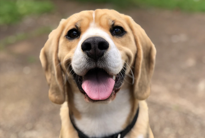 Projeto de Lei que cria  “Banco de Ração para animais’ é aprovado