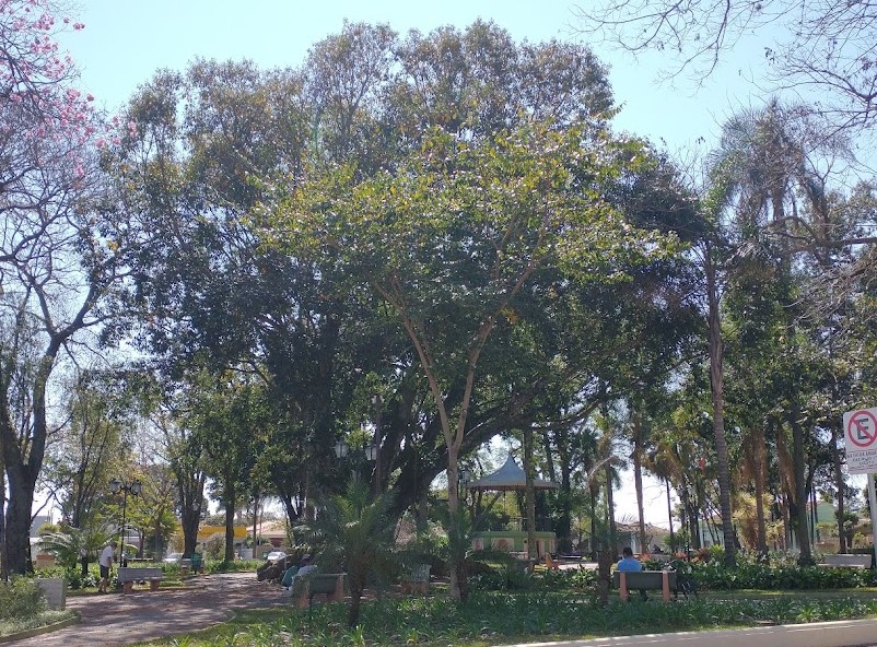 Prefeitura e Sicoob-Crediguaçu anunciam tratamento nas figueiras do Jardim Velho