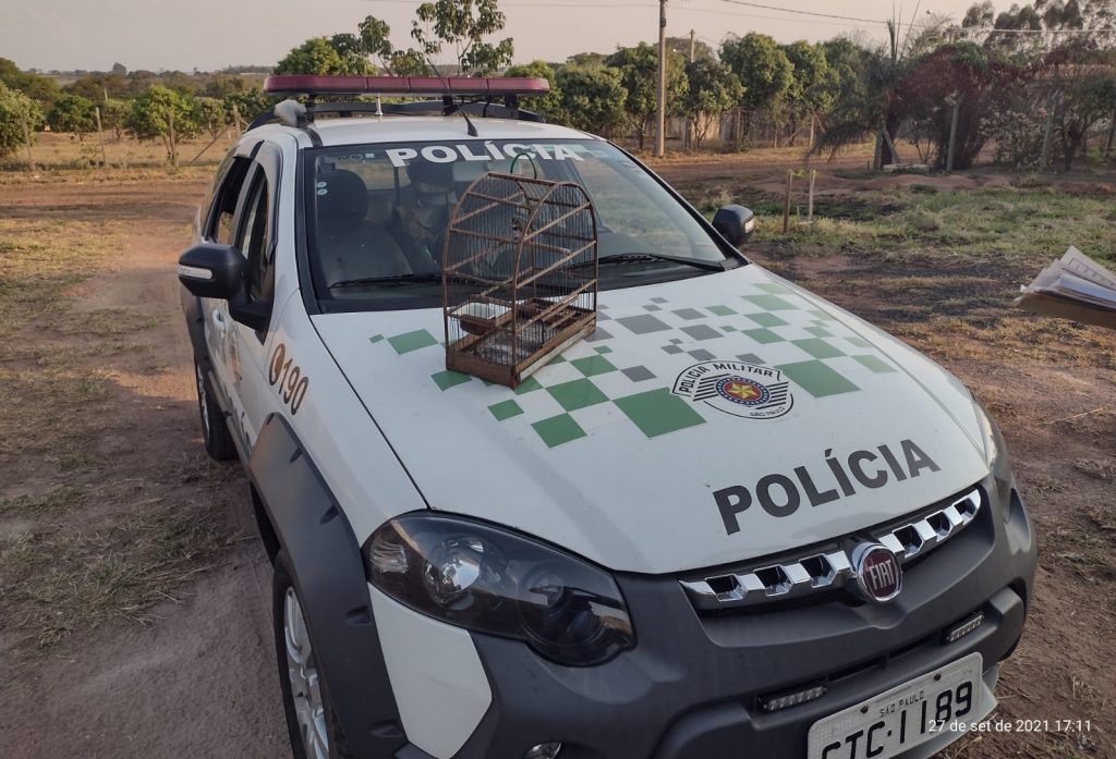 Em parceria com a Divisão Municipal de Fiscalização Ambiental, Polícia Ambiental resgata aves silvestres mantidas em cativeiro e aplica 4 multas em Descalvado