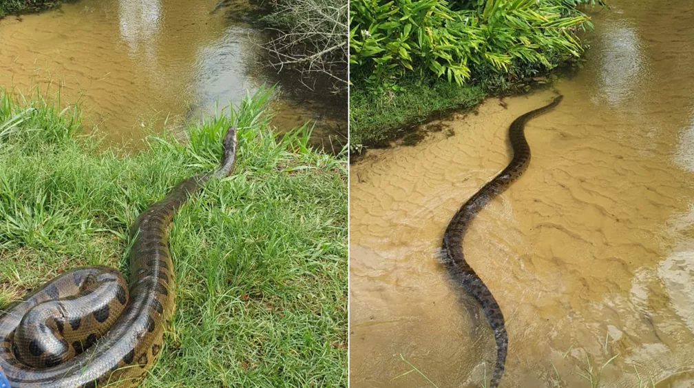 Cobra sucuri de 4 metros é capturada em fazenda de Santa Rita do Passa Quatro