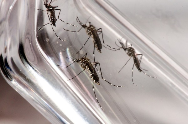 Secretaria de Saúde alerta para a importância da notificação dos casos suspeitos de dengue