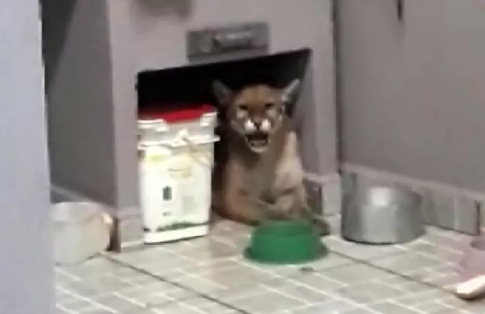 Onça-parda invade casa e é capturada após ser encurralada por 3 cães