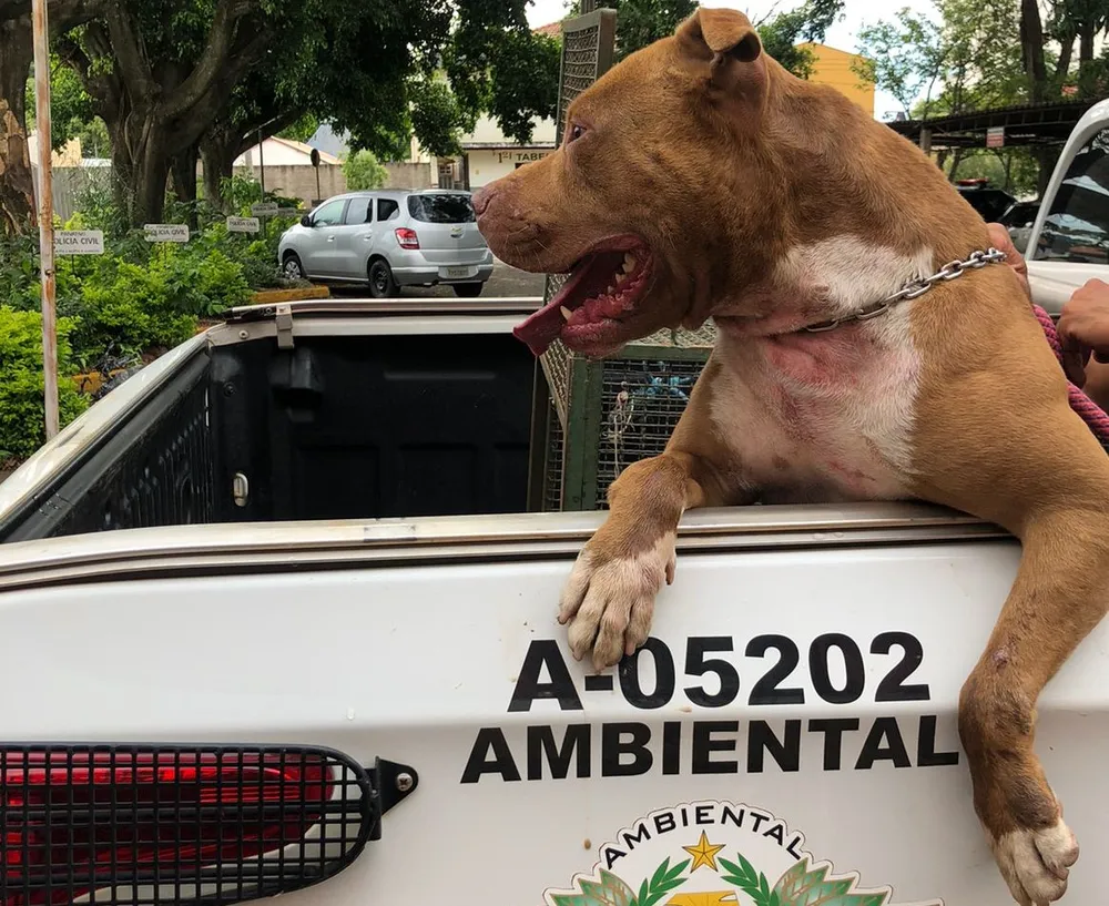 Polícia Ambiental de Pirassununga resgata pitbull vítima de maus-tratos