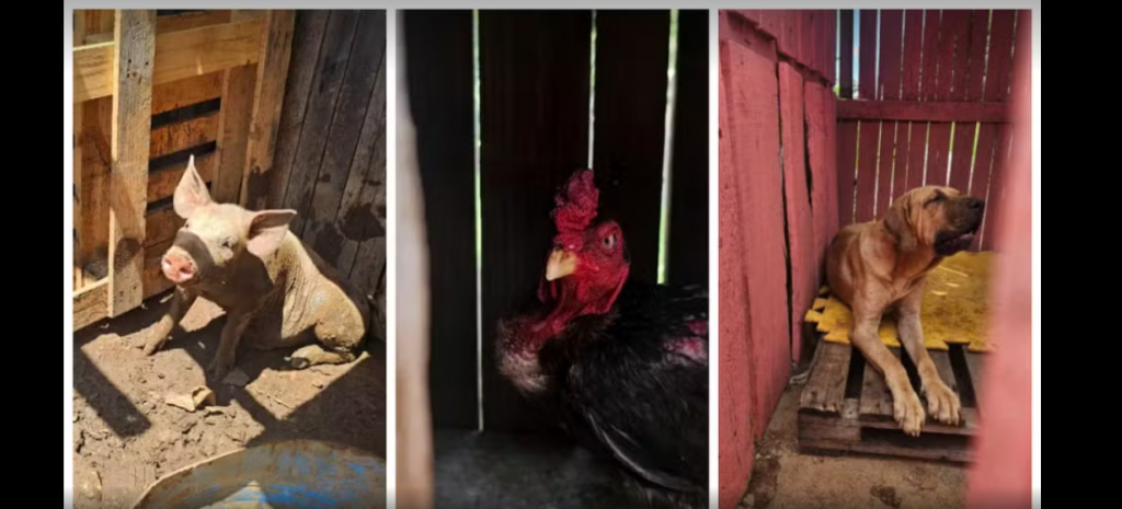 REGIÃO: Polícia flagra animais em situação precária em área onde homem foi preso por maus-tratos há 11 dias