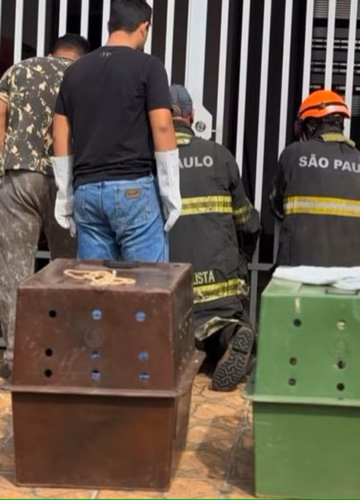 REGIÃO: Após gritos de socorro, idoso e 3 cães são resgatados em situação de maus-tratos