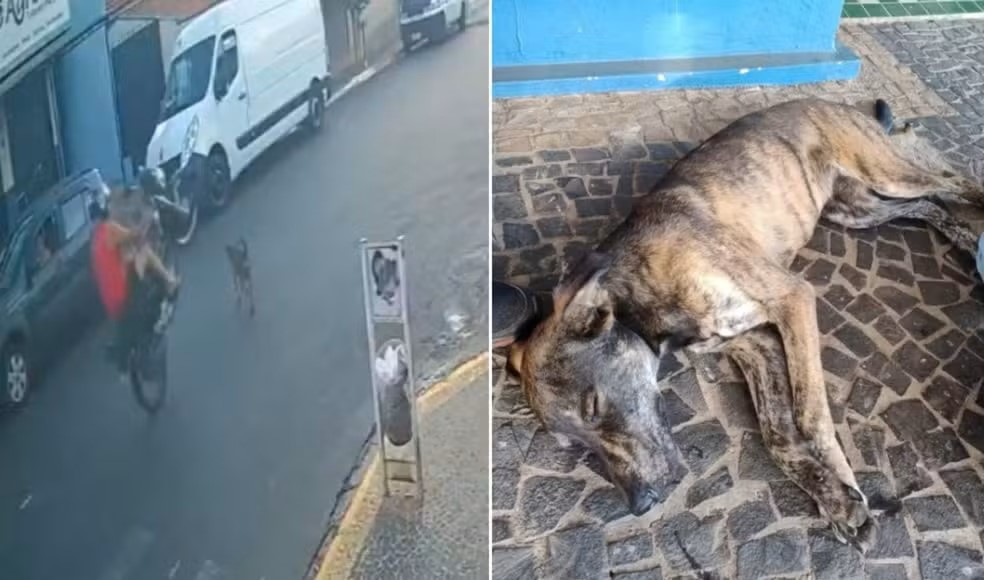 Cachorro é atropelado por motociclista que empinava moto em avenida de Santa Rita do Passa Quatro ￼
