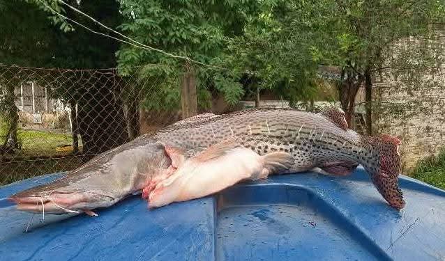POLÍCIA AMBIENTAL FLAGRA PESCA ILEGAL NA PIRACEMA E APREENDE EMBARCAÇÃO NO RIO MOGI-GUAÇU ENTRE PIRASSUNUNGA E PORTO FERREIRA