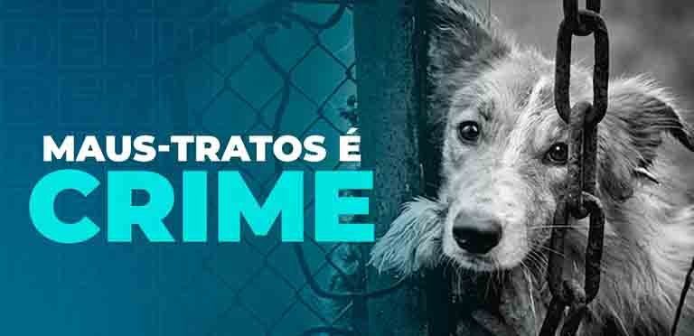Mais de 130 animais são encontrados mortos em chácara, homem é preso e multado em mais de R$ 1 milhão